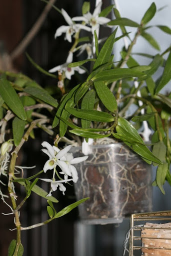 Dendrobium mais lequel IMG_1222