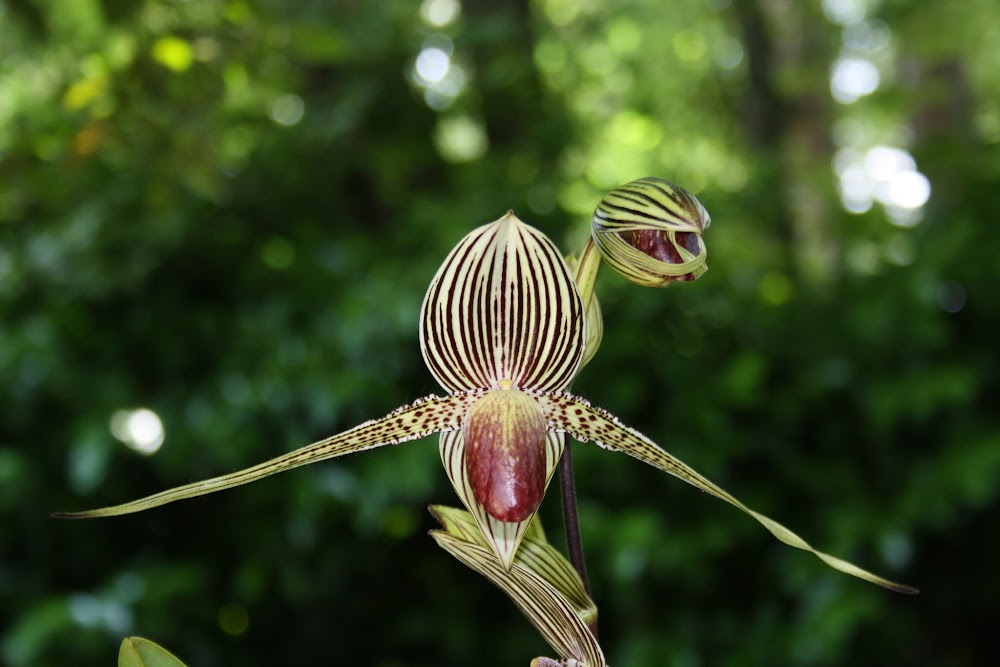 Paphiopedilum rothschildianum IMG_4119