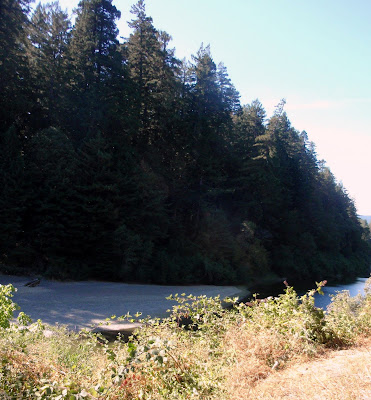 Beautiful giant trees surrounded us