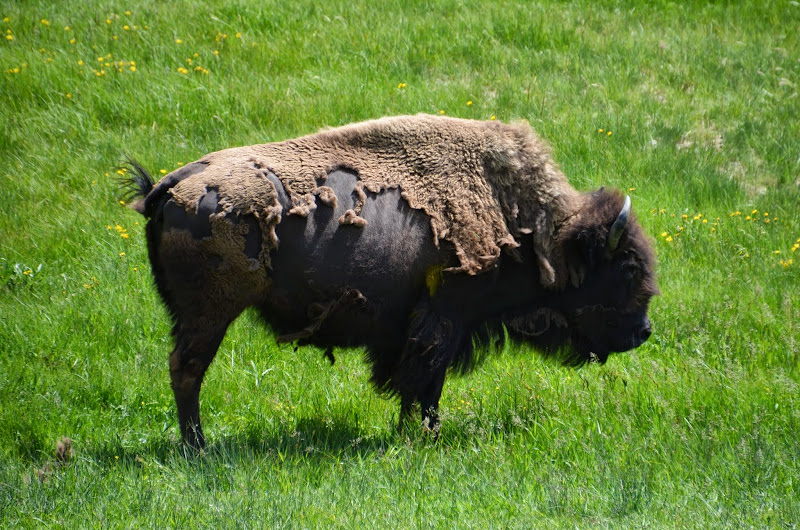 yellowstone bisons