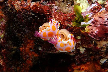 NORTHLAND (II): BUCEO EN POOR KNIGHTS ISLANDS - NUEVA ZELANDA: NAVIDADES EN LAS ANTÍPODAS (8)