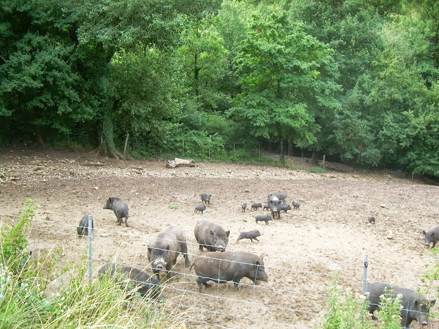 Pig boar families