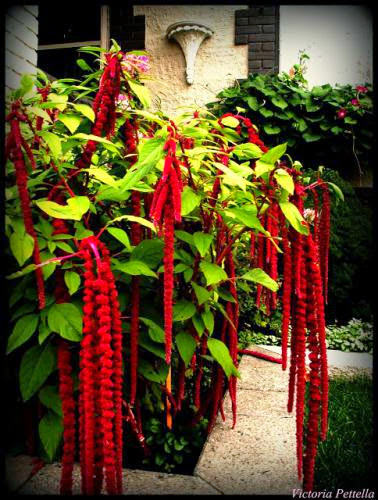 Adorned In Reds The Front Garden Of Goth