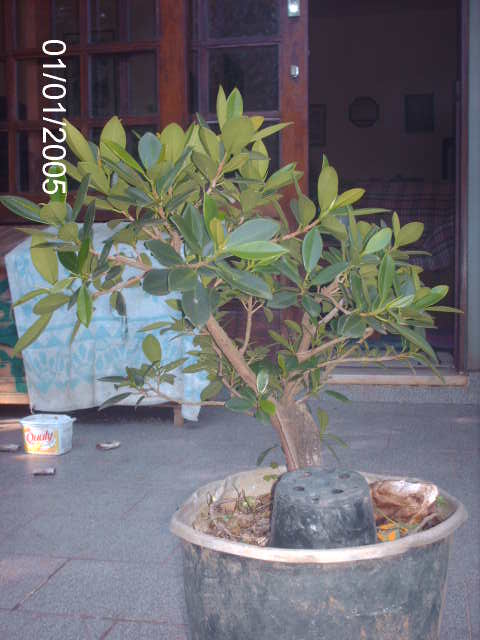Ficus Microcarpa var. Green Island... PICT1571