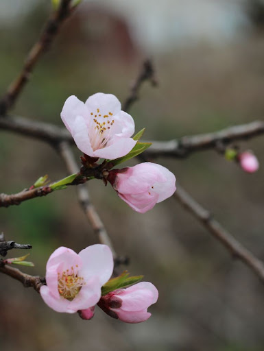 two pink flowers on a tree