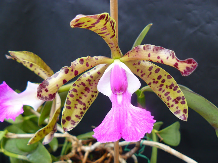 Cattleya aclandiae P1040521