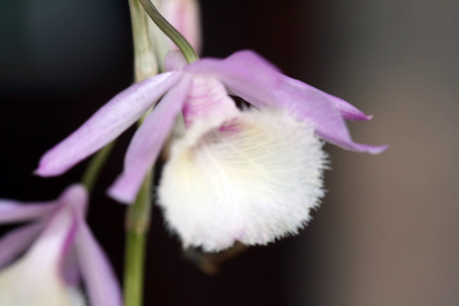 Dendrobium aphyllum ou pierardii IMG_1316