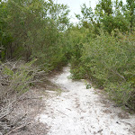 Narrow track in the Awabakal Nature Reserve (391856)