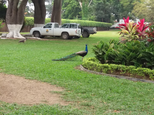 Baba Los Rios