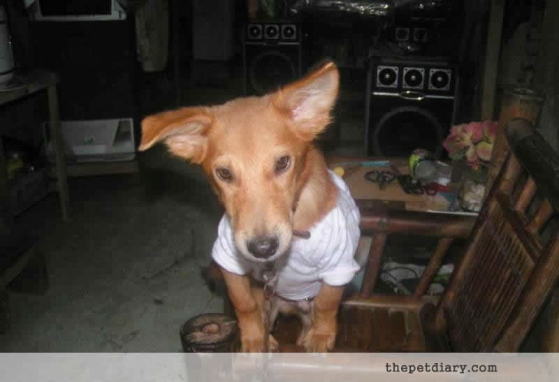 Dog E-collar