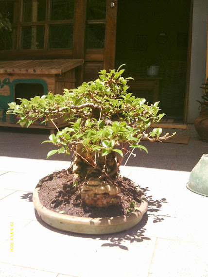 Ficus Microcarpa Tiger Bark pra reforma... - Página 2 IMAG0065