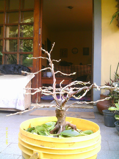Outro  Ficus Microcarpa... IMAG0262
