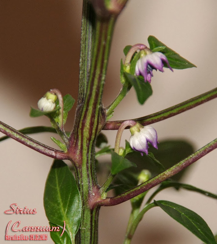 Sirius_50days_flowers_1.jpg