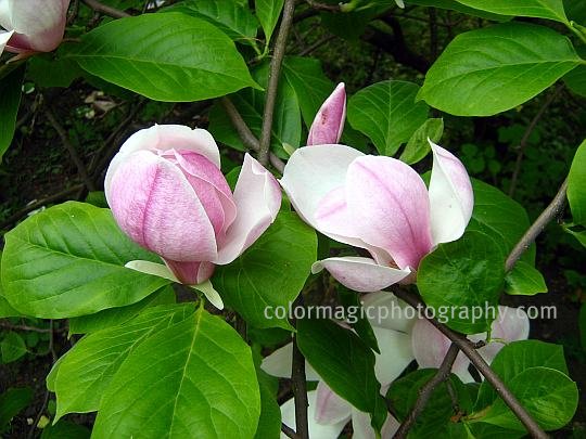Saucer Magnolia buds-Magnolia soulangiana