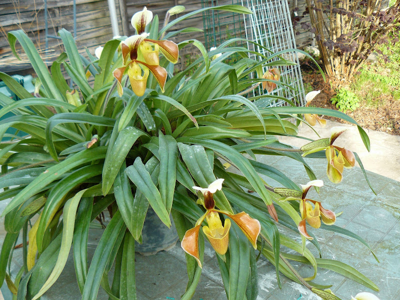 Paphiopedilum villosum P1040257