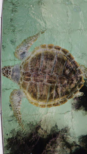 Антикризисный отдых на Бали 2015 (много фото)