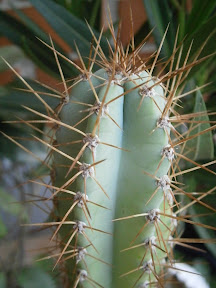 cereus peruvianus - Page 2 P9270323