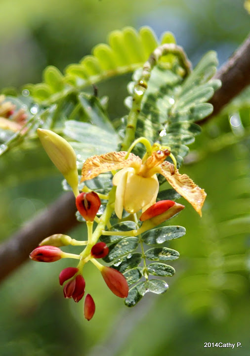 le tamarinier (Tamarindus indica)  - Page 5 _MG_1381