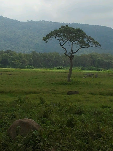 Hatari Lodge