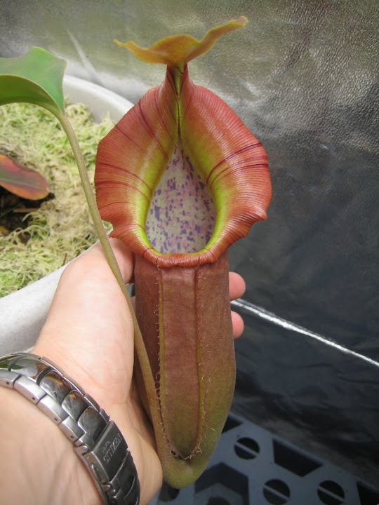 Nepenthes 2012 IMG_1500