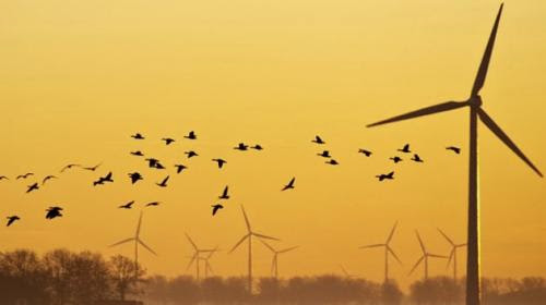 Wind Power For Humans And Wildlife