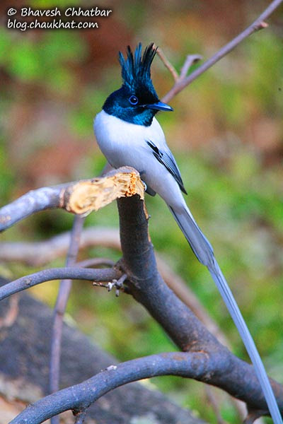 Close-up of an Asian Paradise Flycatcher