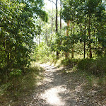 Bushwalking in eucalypt forest Green Point Reserve (403063)