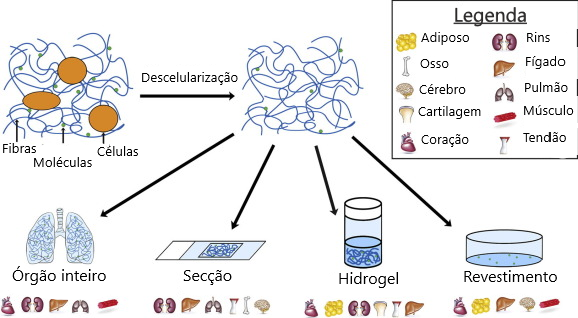 Ilustração do processo de descelularização e as aplicações através da recelularização com células dos diversos órgãos