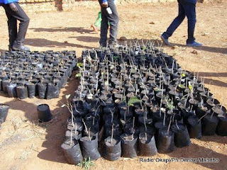 Pépenière du projet agroforestier de Mukoma au Katanga financé par l'Union européenne (Juillet 2014)