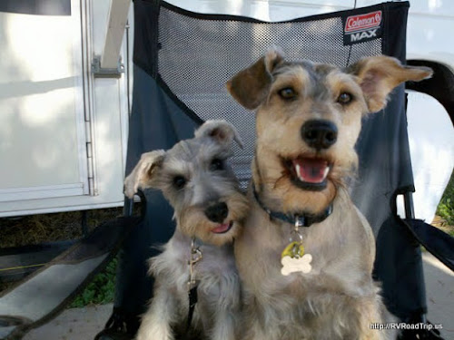 Scooter and CJ all cleaned up.