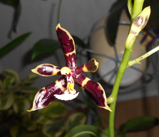 Phalaenopsis mannii DSCN1568