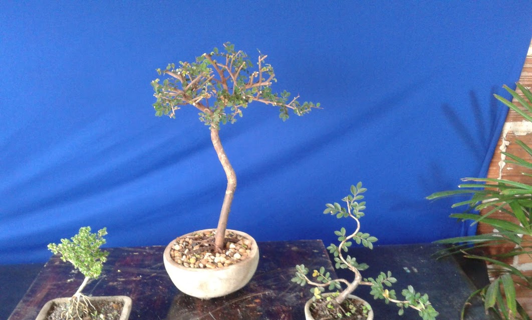 Alguns de meus bonsai ...diversos... 20130322_141722