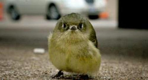 Hey Shopaholics This Little Birdy Will Keep An Eye On What You Are Spending