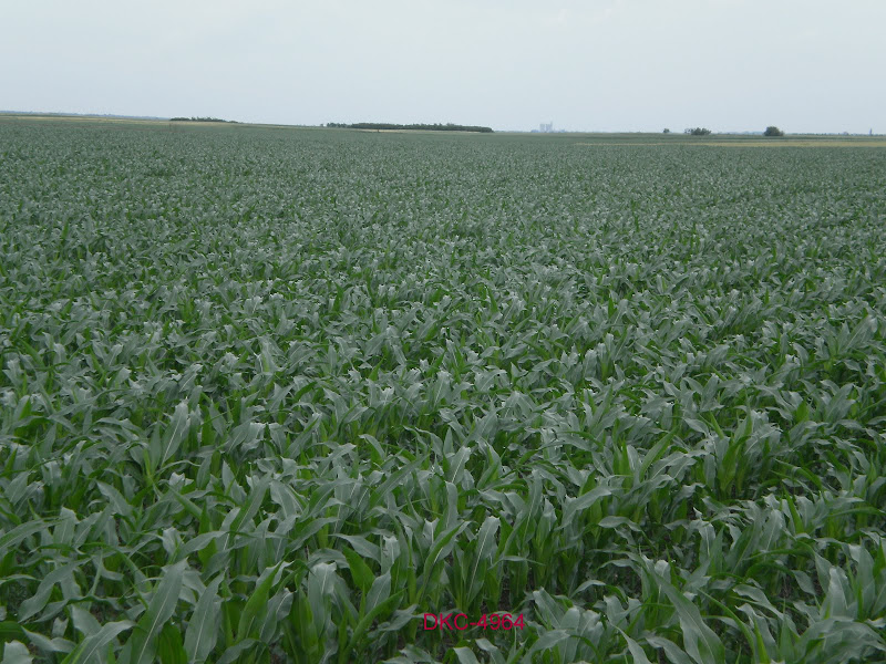 P5150026.JPG