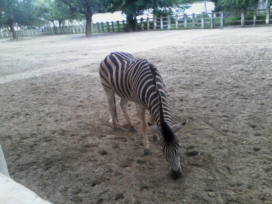 Dhaka Zoo