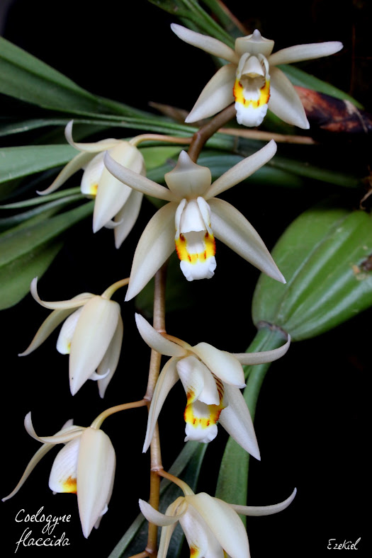 Coelogyne flaccida IMG_5403