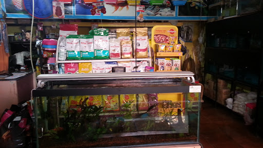 Fins Fur and Feathers, #36 sreevari 4th Cross konena Agrahara, Old Air port Road Syndicate Bank Lane HAL Post, Konena Agrahara, Murgesh Pallya, Bengaluru, Karnataka 560017, India, Tropical_Fish_Shop, state KA