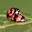 Barbariancz Chen