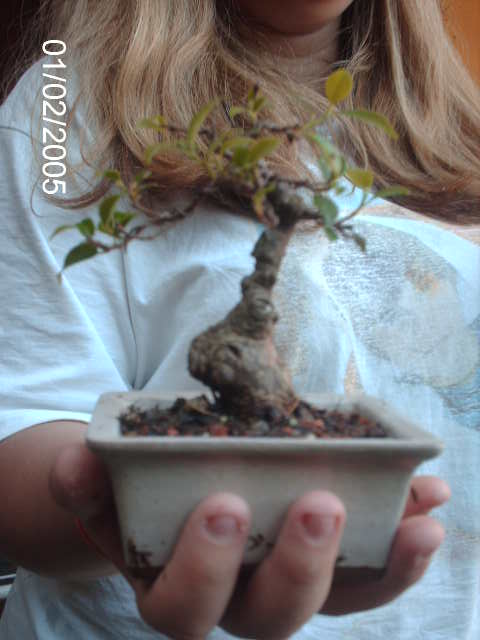 Ficus Microcarpa 7 cmts. ... PICT1414