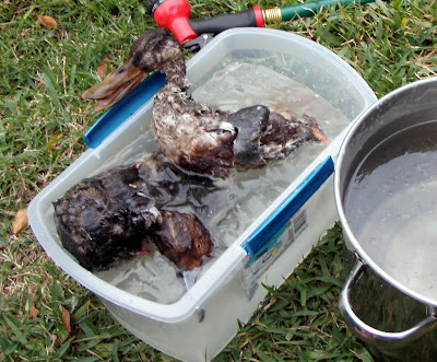 Ducks had been dipped in paraffin wax and into ice water to set.