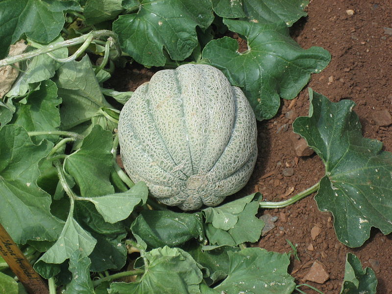 Cucumis melo Linn