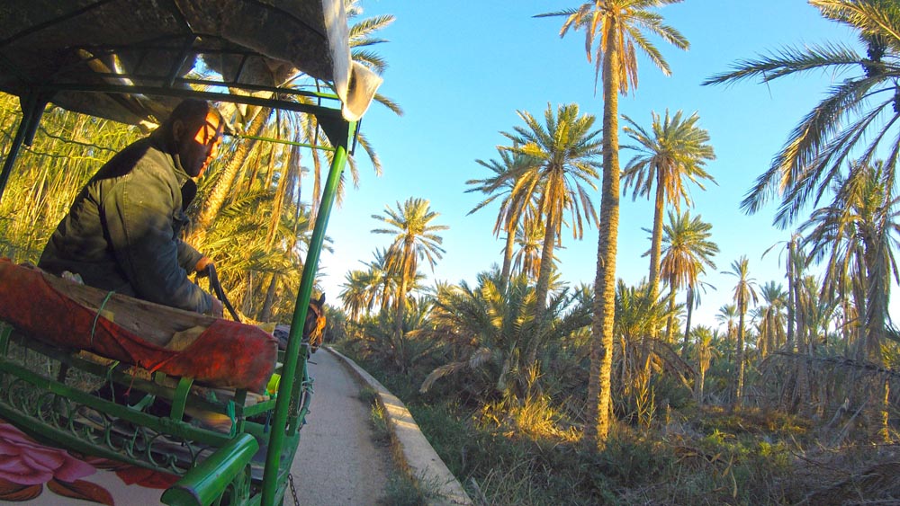 Visitar TOZEUR, um oásis do deserto tunisino cheio de autenticidade | Tunísia