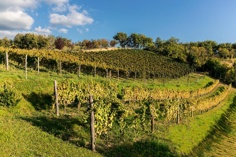 Immagine principale di Cantina Le Macchie