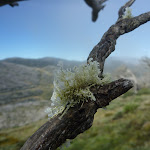 Icy lichen growing on dead snow gum (262766)