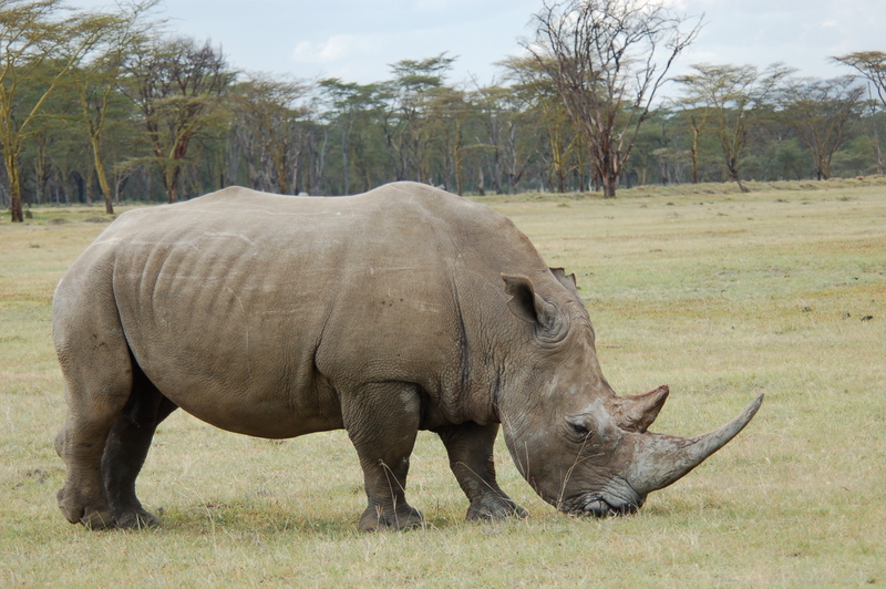 El zoo más grande del mundo - Kenya (2009) - Blogs de Kenia - Lagos Nakuru y Bogoria (30 de junio-1 de julio de 2009) (10)