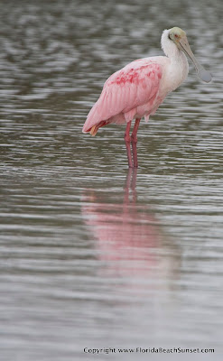 Roseate Spoonbill picture