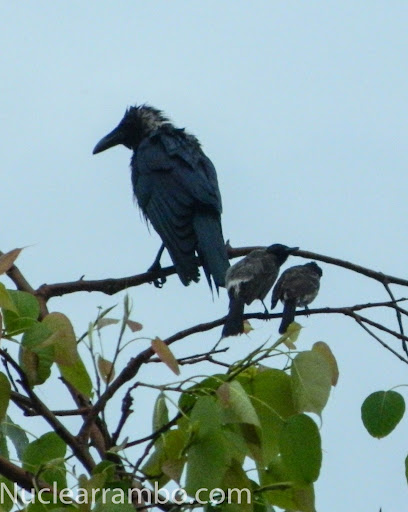 Bulbul of Mumbai