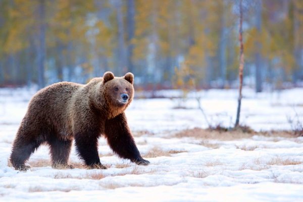 Mansión Responder Permiso Osos pardos salvajes en Finlandia, experiencia inolvidable