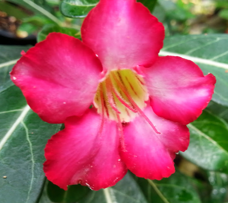 semi d adenium et plumeria sur laine de roche - Page 2 20140525_122348