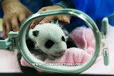 Chinese Panda Cub Photo 1